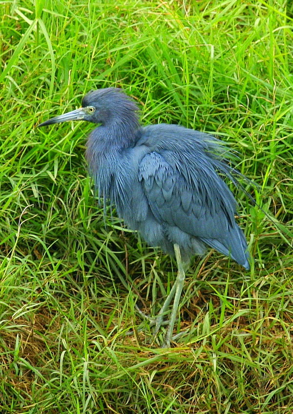 Birding Is Fun! The Birds of Celery Fields