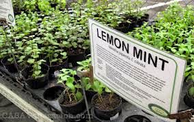 anti mosquito plants anti mosquito plants