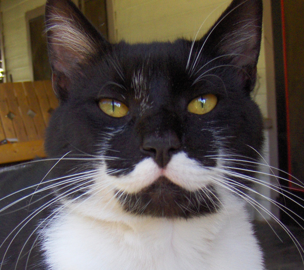 All about cats 8 Cats With Stunning Mustaches