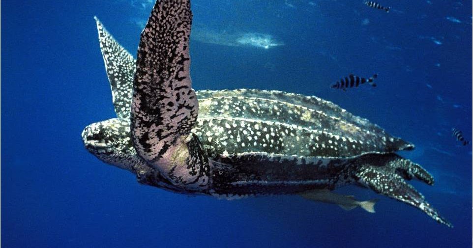 Natural Selections What’s big, aquatic, warmblooded, and has rubbery