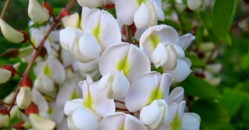 Akasya Çiçegi Çiçek Gül Severler