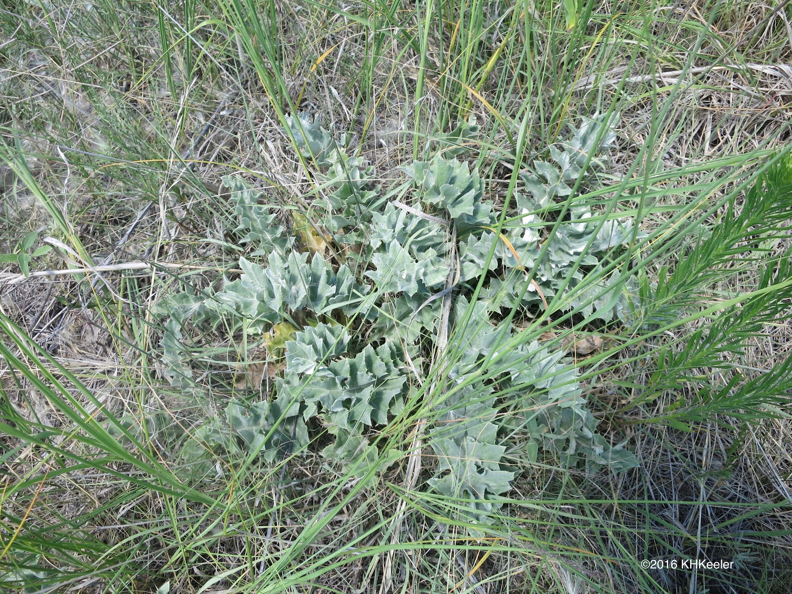 A Wandering Botanist Plant StoryWavy Leaf Thistle, A Pretty Native