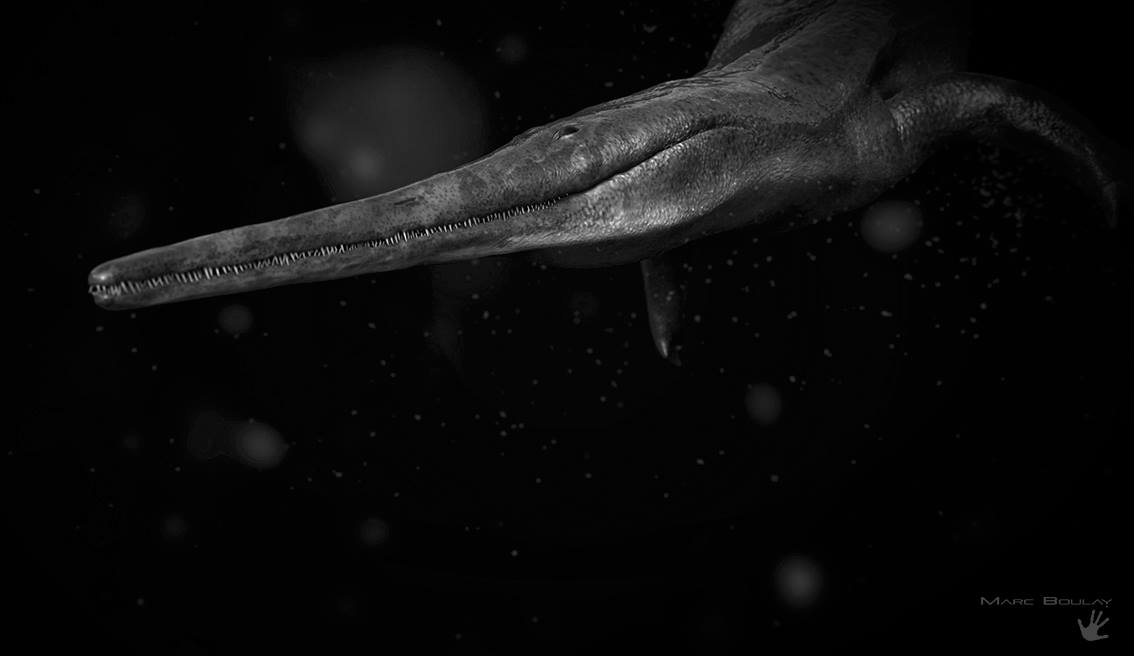 Featured image of post Aphaneramma