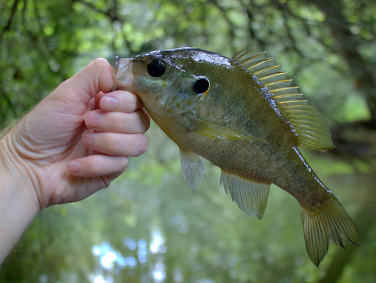 Redear sunfish from Byrd Lake at Cumberland Mountain State Park