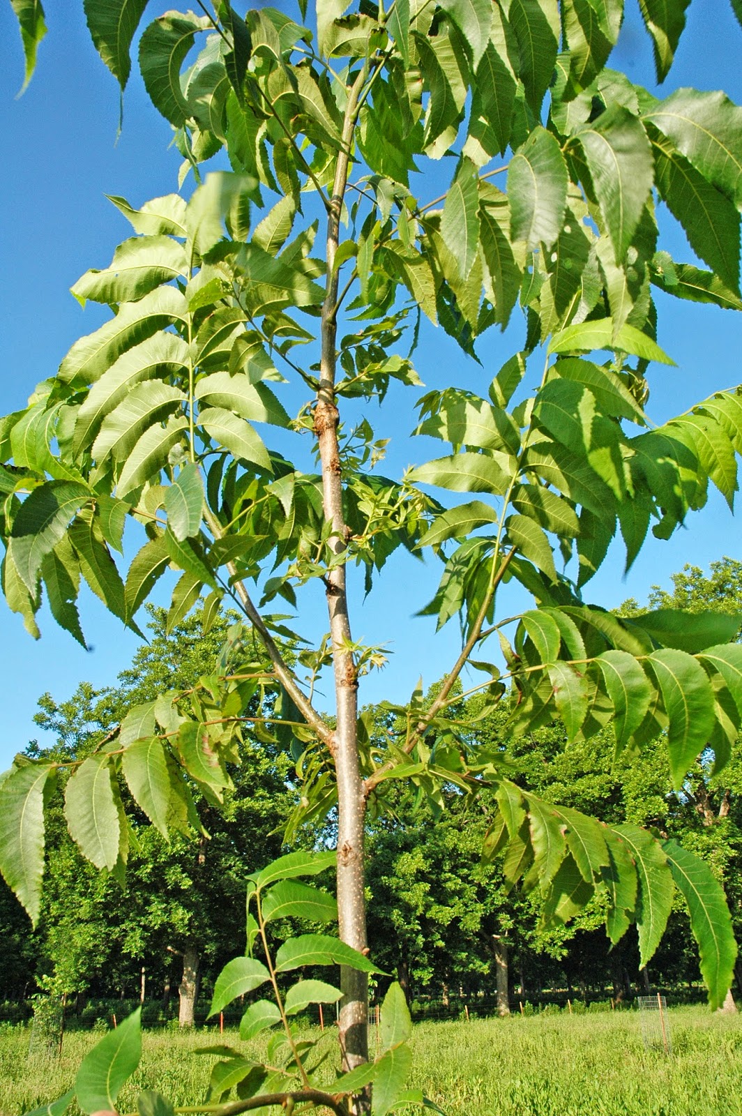 Northern Pecans Time for summer pruning of young trees