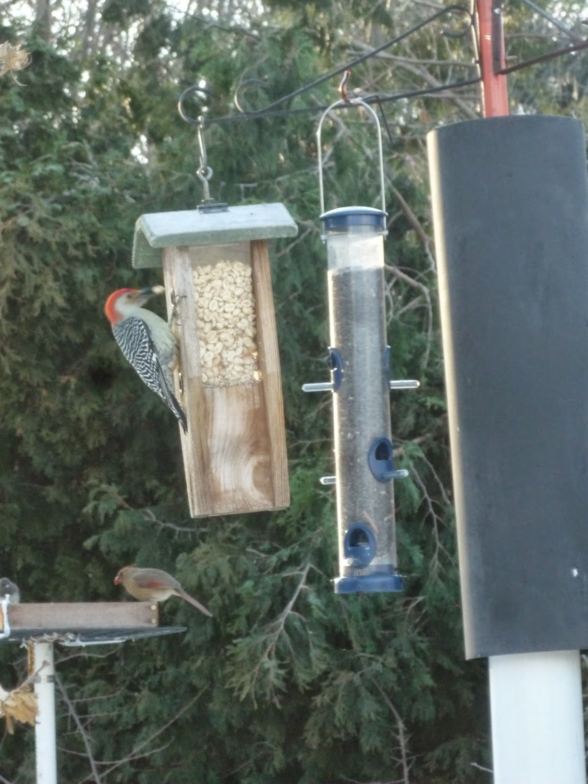 South Burlington birds Birds at peanut feederphotos South