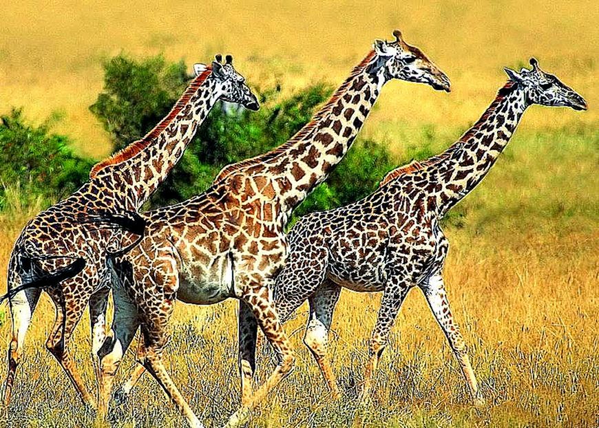 Giraffe On The Sunset Wallpaper HD 14299 Wallpaper Wallpaper Giraffe On The Sunset Wallpaper HD 14299 Wallpaper Wallpaper