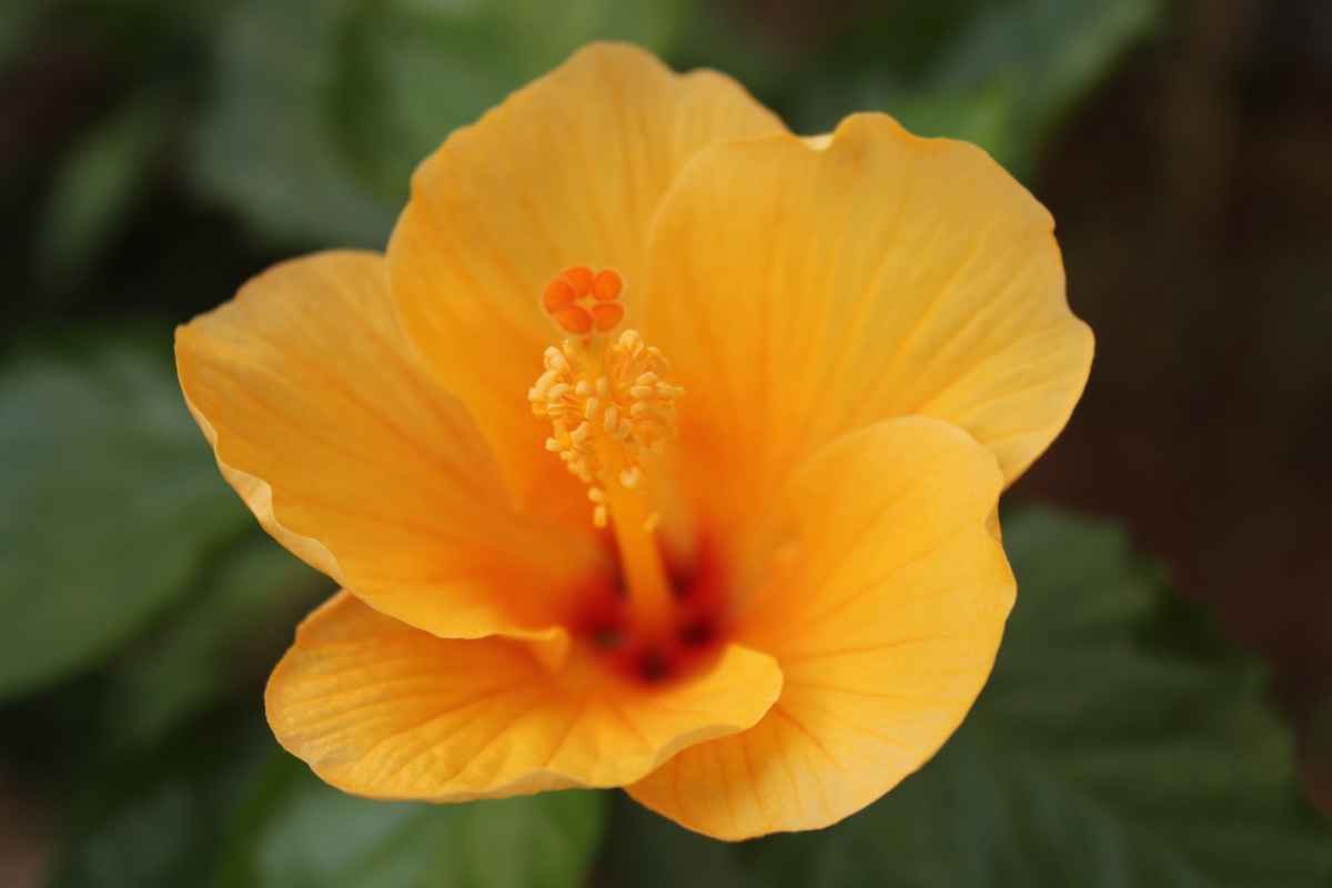 hibiscus yellow