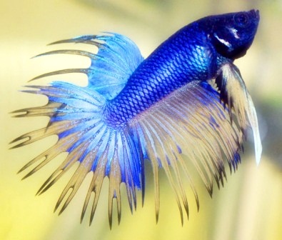 Cupang Hias Paling Indah - Akuarium Ikan Hias