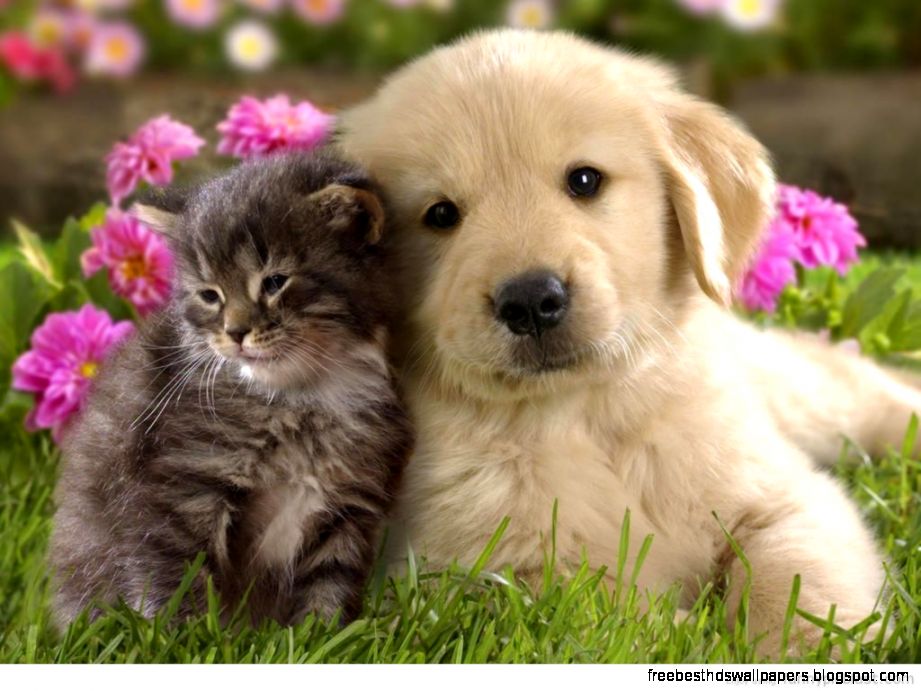 Cute Dogs and Cats Puppies Kittens Cute Dogs and Cats Puppies Kittens