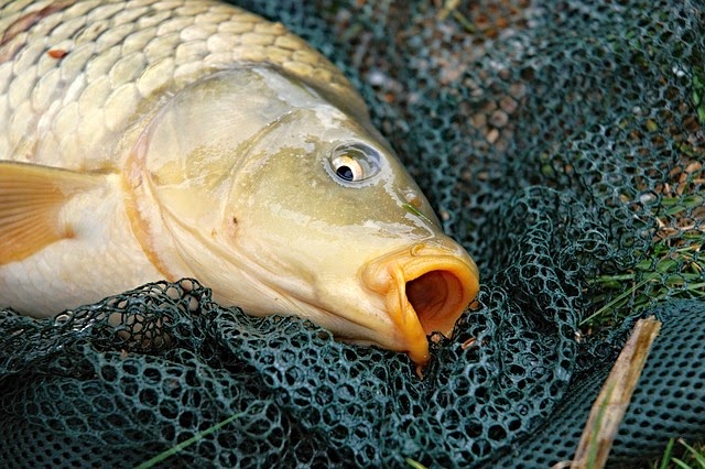En que coger al salmón en la pesca rusa 3.6
