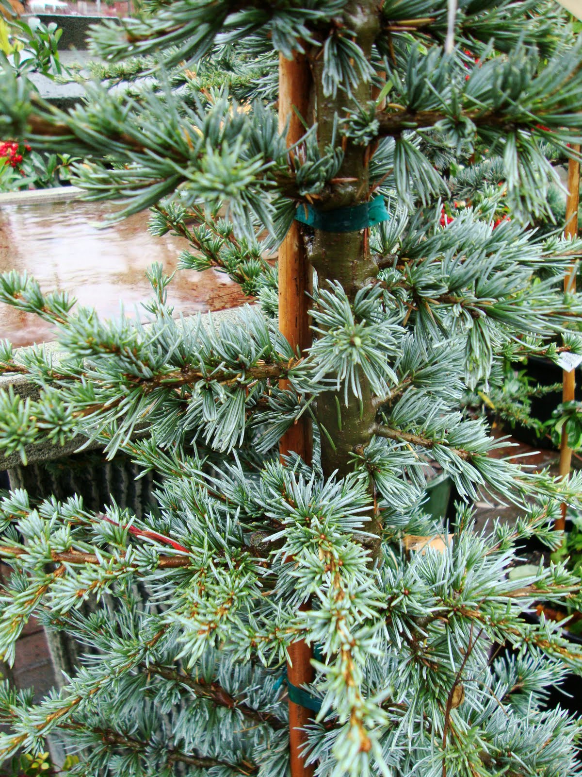 danger garden I’m Dreaming of a Blue (Atlas Cedar) Christmas…