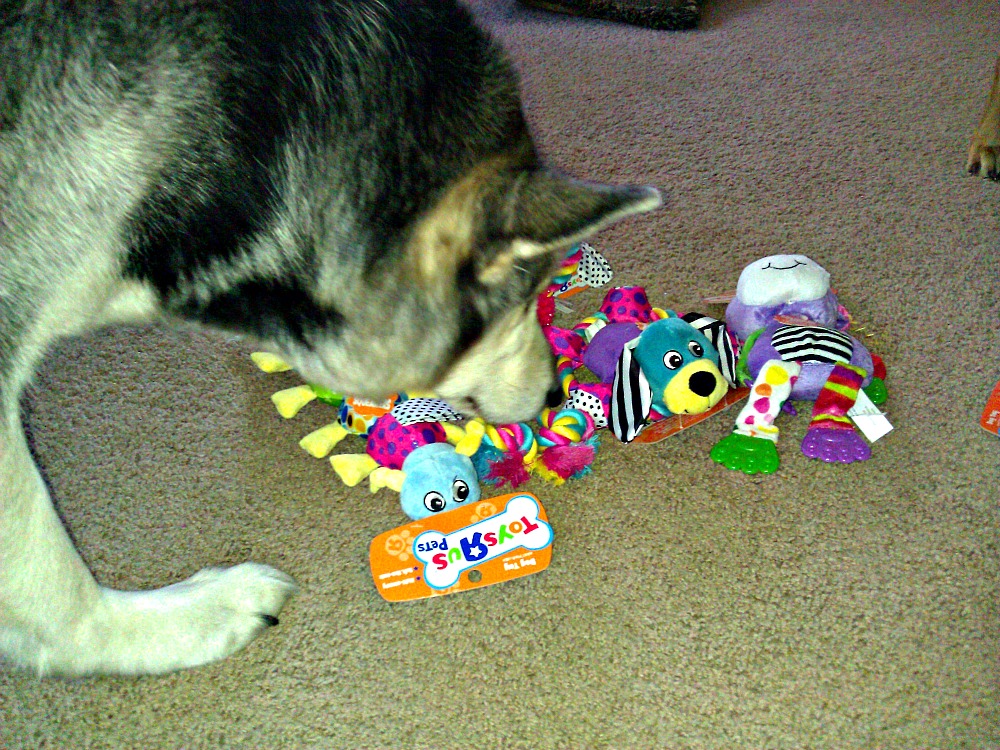 New Toys R Us Pets Dog Toys at PetSmart Review & Giveaway Springing