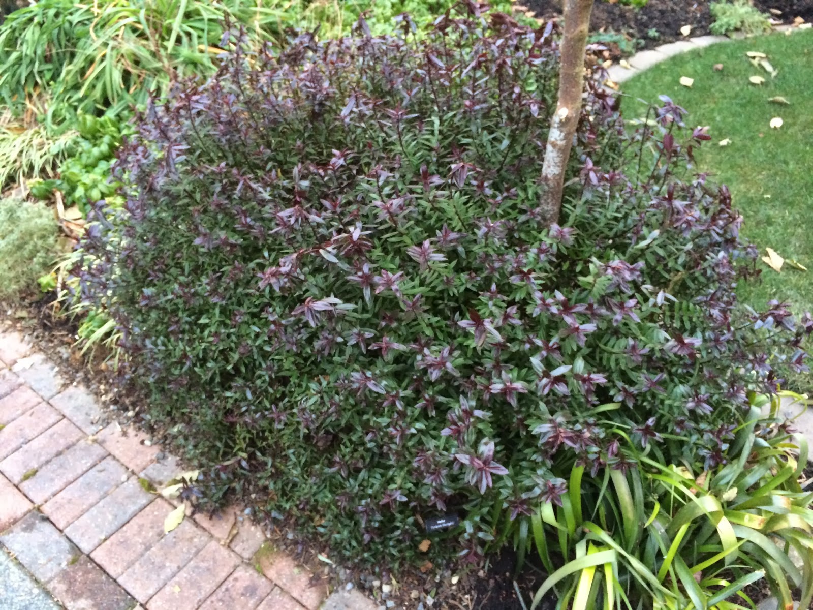 Horkans Lifestyle Garden Centre Hedging Replacement Advise What