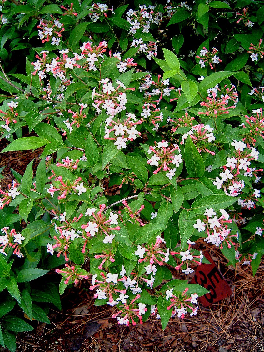 Abelia Grandiflora Little Lady Vaso 11cm Achat Vente