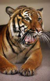 Malayan tiger cub is in the Palm Beach Zoo &#8216;s future pbz1