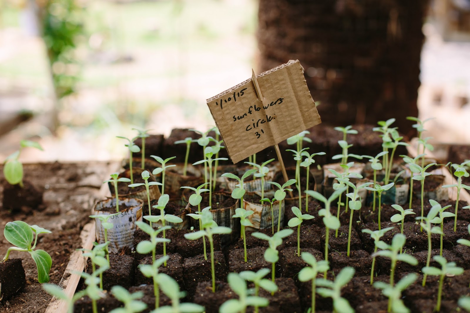Indonesianinspired choko curry + photos from Bali! My Darling Lemon