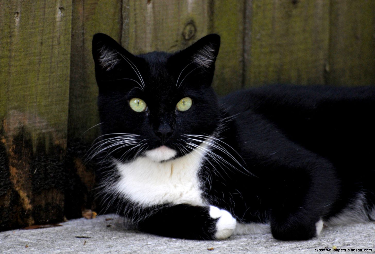Black And White Cat Black And White Cat