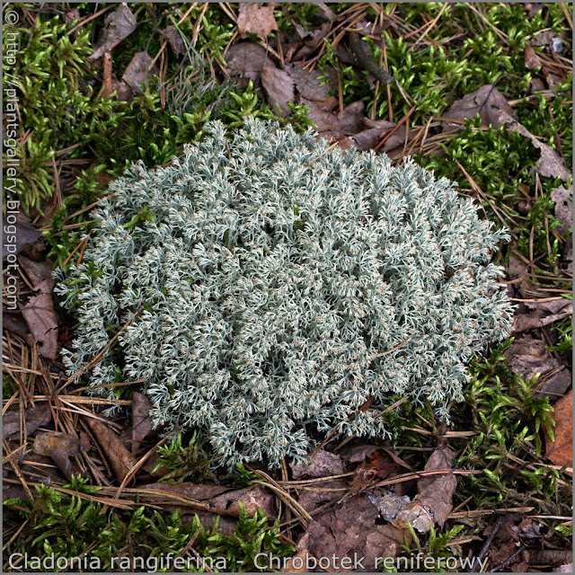 Cladonia rangiferina - Chrobotek reniferowy pokrój