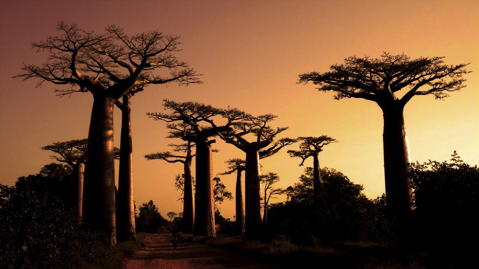 Baobab-Bäume bei Sonnenuntergang