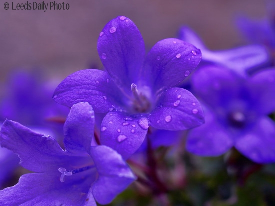 Picture of small flowers after rain in Leeds Rain Flowers Leeds