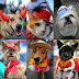 Little dogs fashion week Fashion showpictures and 2014 latest photos