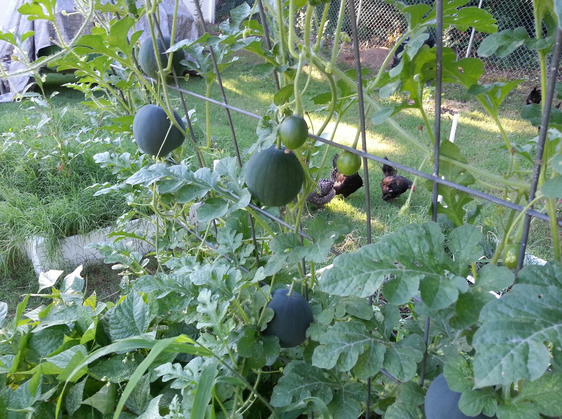 Cranky Puppy Farm July 2013