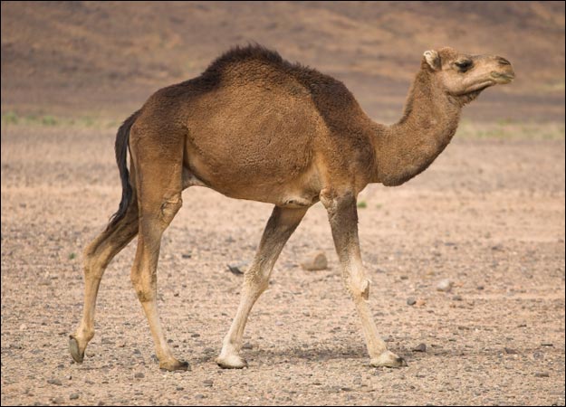 Ancestors of camel desert was living in the Snow ~ Distruber