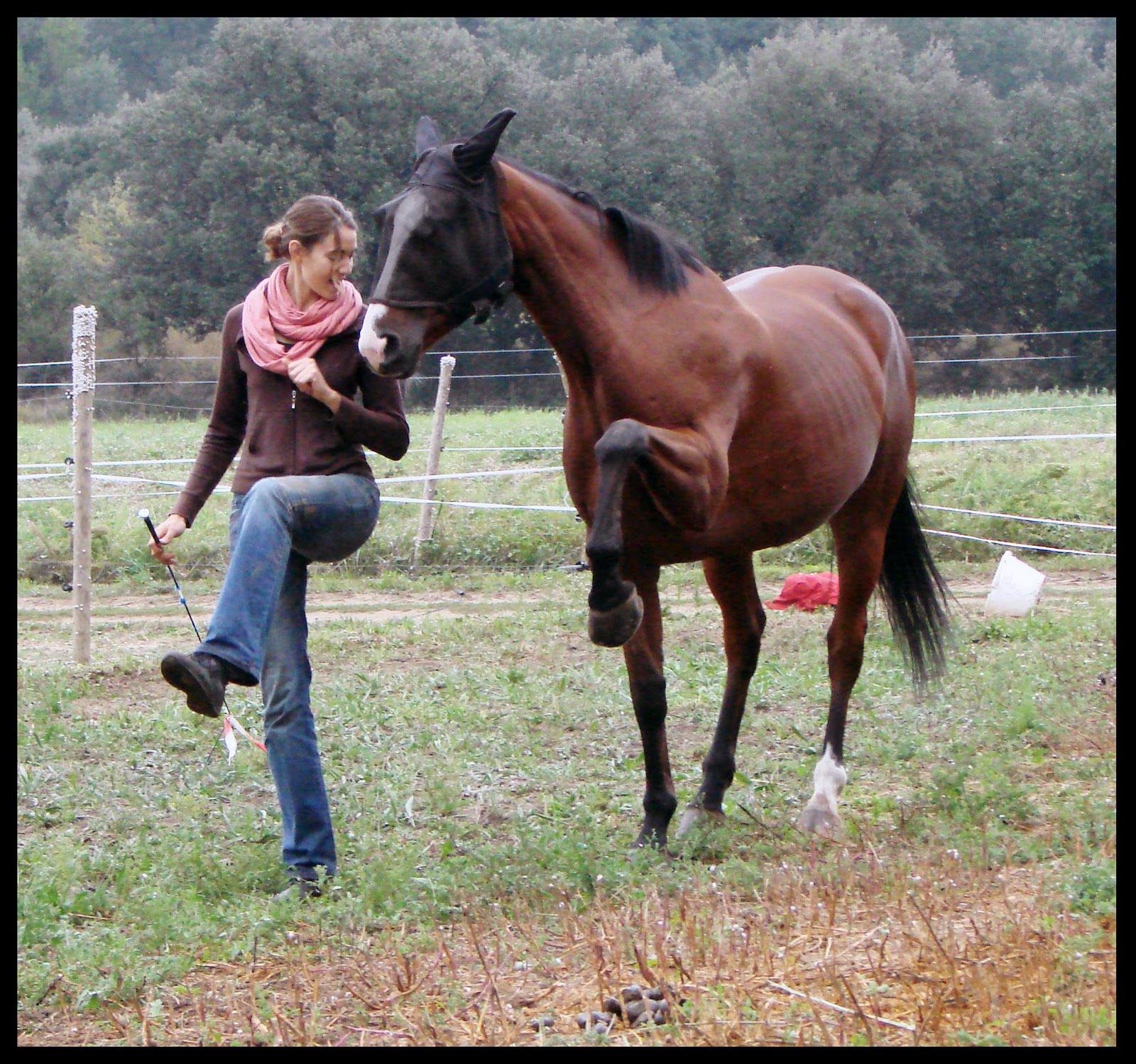 en dressage de haute école on rencontre le piaffer et le passage