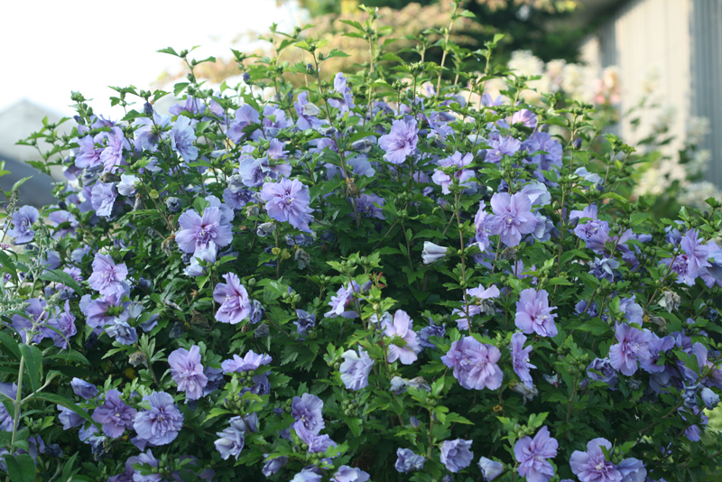 Proven Winners Colorchoice Plant Of The Week Plant Of The Week