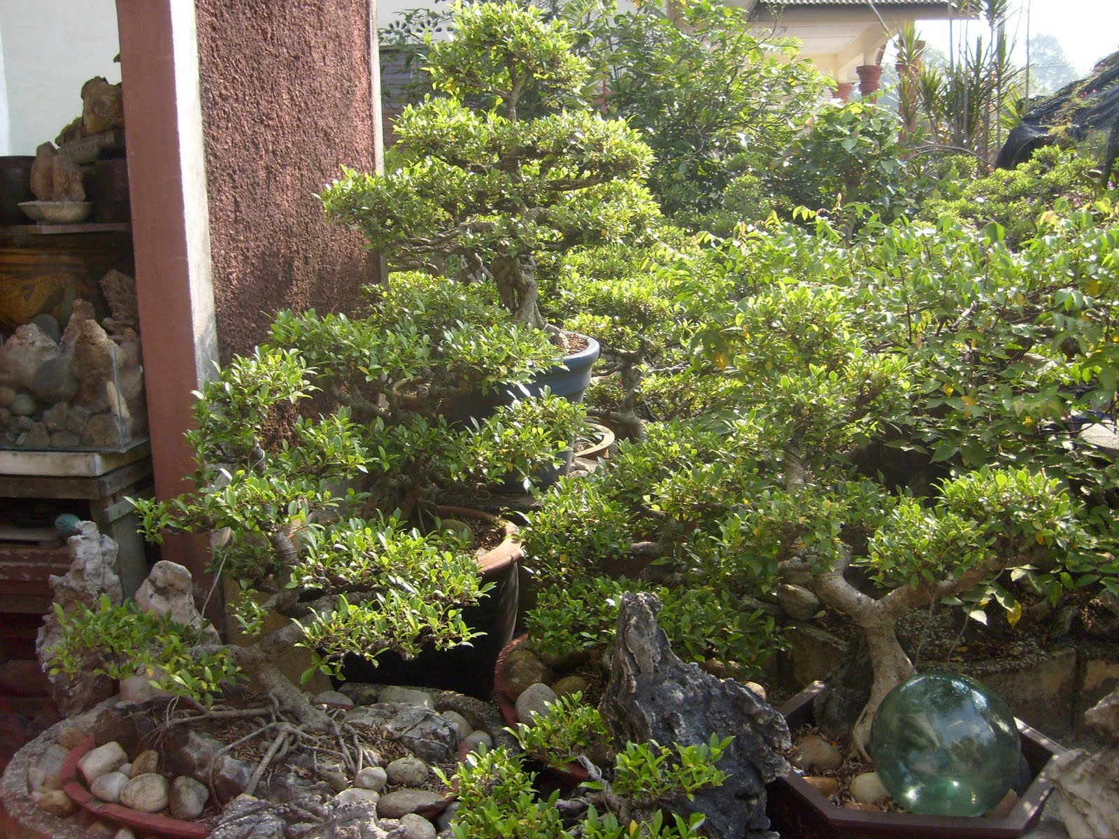 Seni Bonsai Satu Malaysia Pokok Bonsai