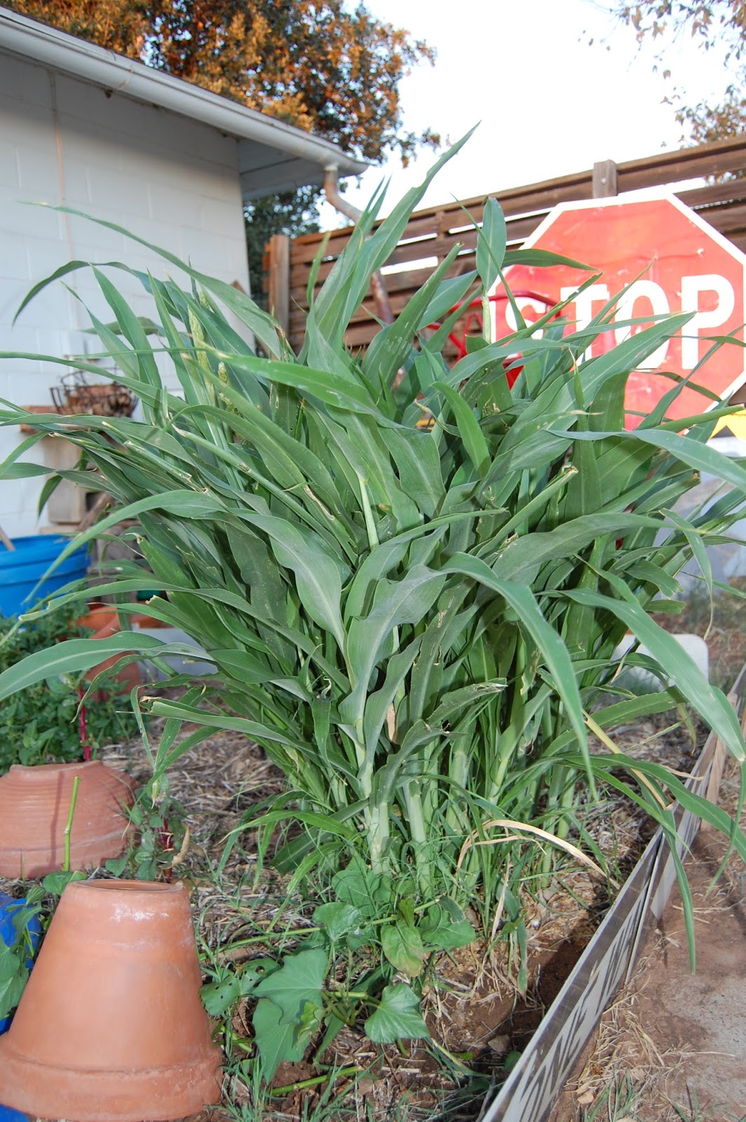 Texas Rebel Girl Hamster Plant?
