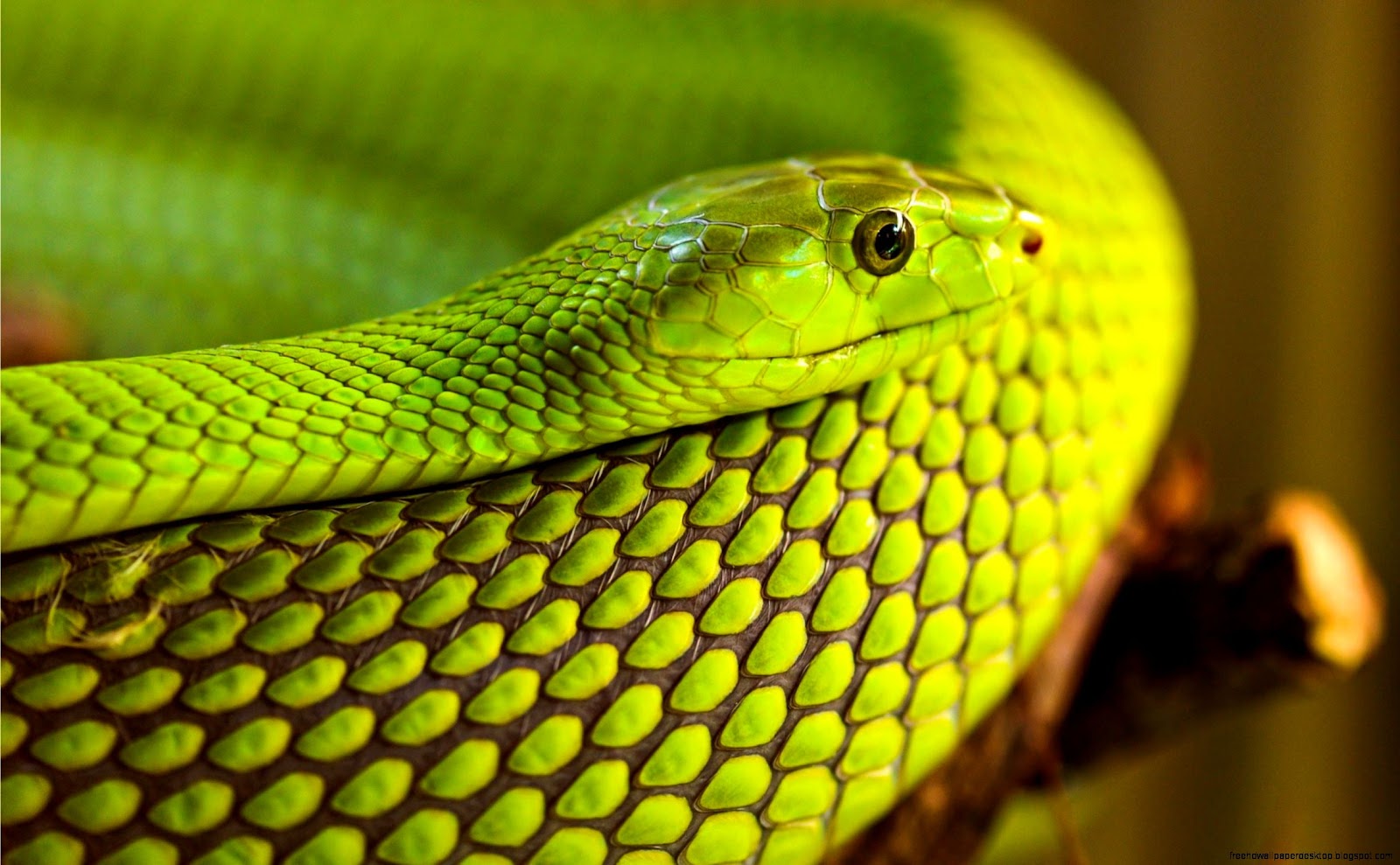 Green Cobra Snake Close Up Image Green Cobra Snake Close Up Image