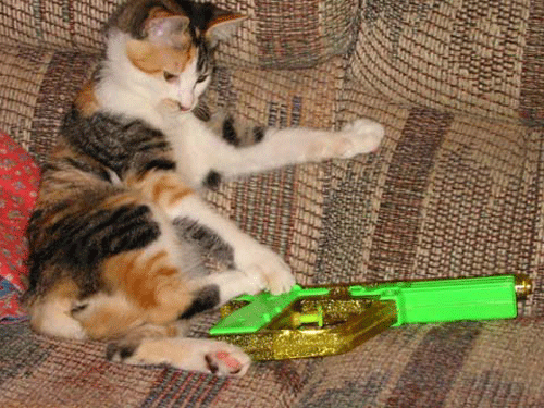 Amper Bae: funny cats with guns