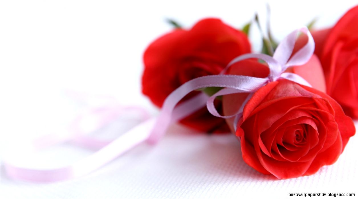 Beautiful Rose Pictures 7022050 Beautiful Rose Pictures 7022050