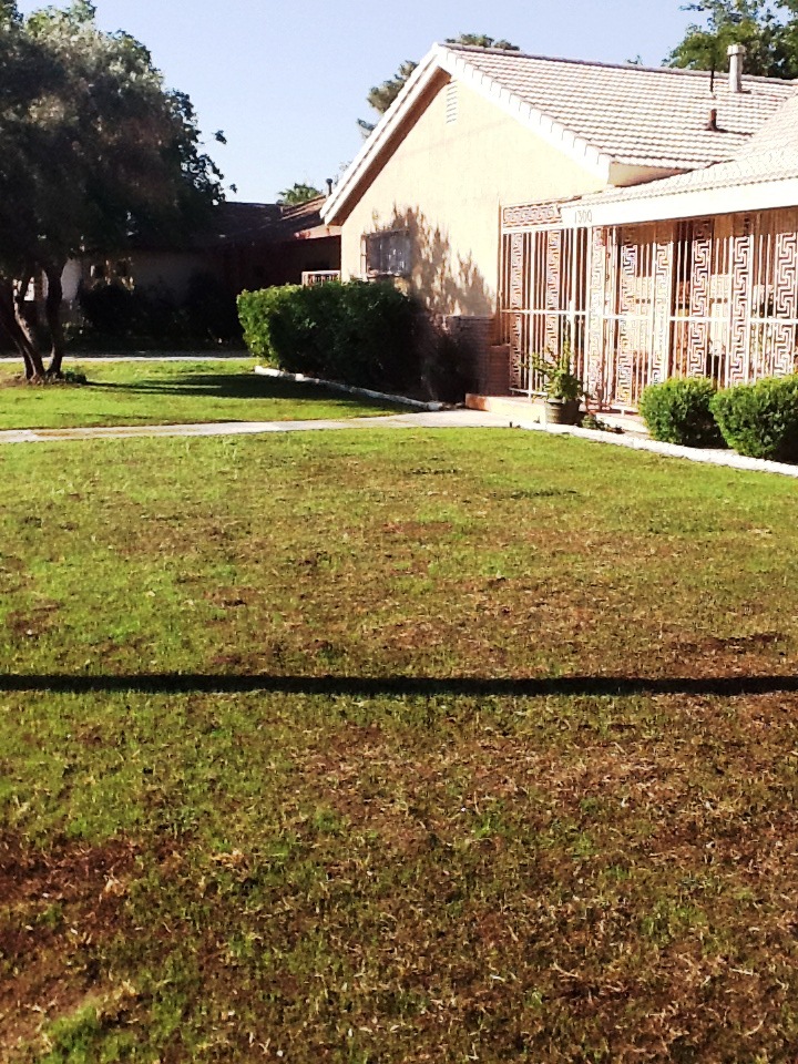 Xtremehorticulture of the Desert How To Thicken a Newly Planted Thin Lawn