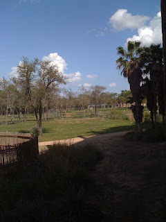 view from the Animal Kingdom Lodge