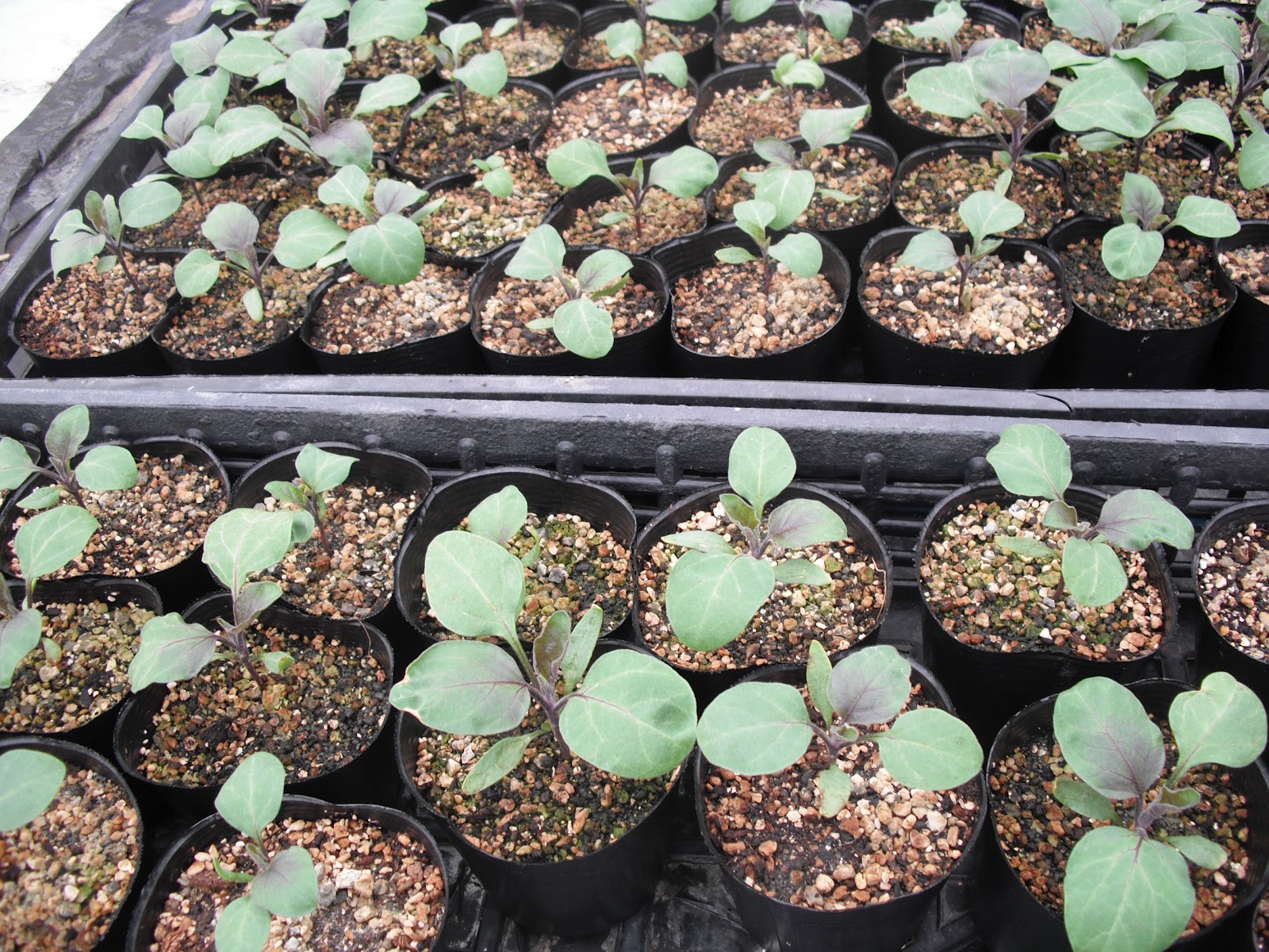 まっちゃんの百姓奮闘記 ナスの育苗日記 発芽 定植