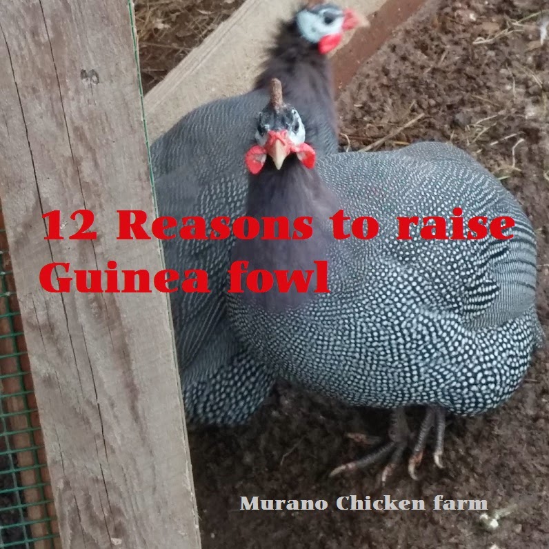 Murano Chicken Farm 12 Reasons why you should raise Guineas