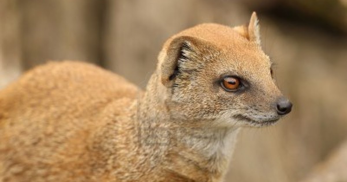 Mi Mundo Español Por Rita Condor La mangosta