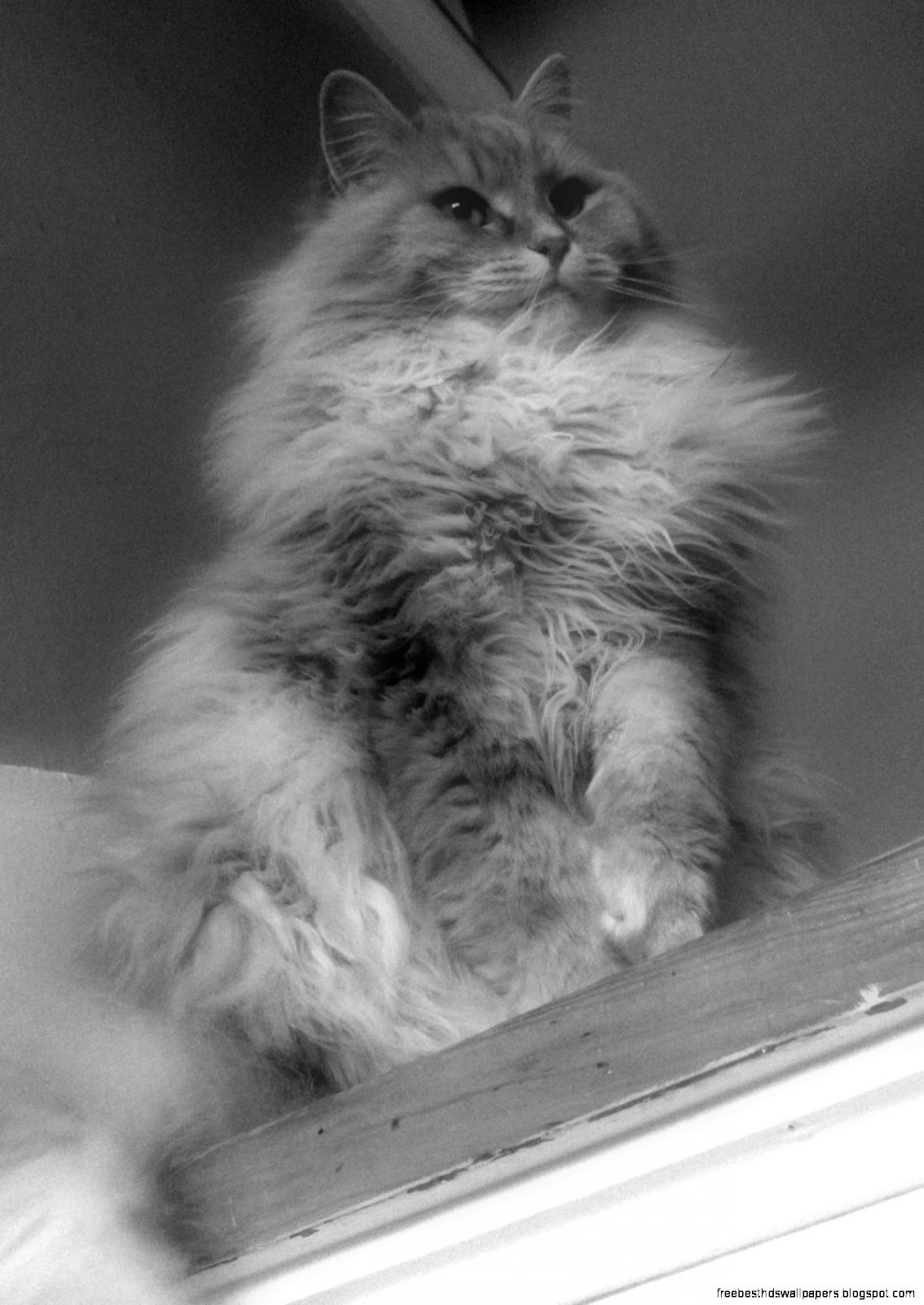Fuzzy cat Cats Pinterest Fuzzy cat Cats Pinterest
