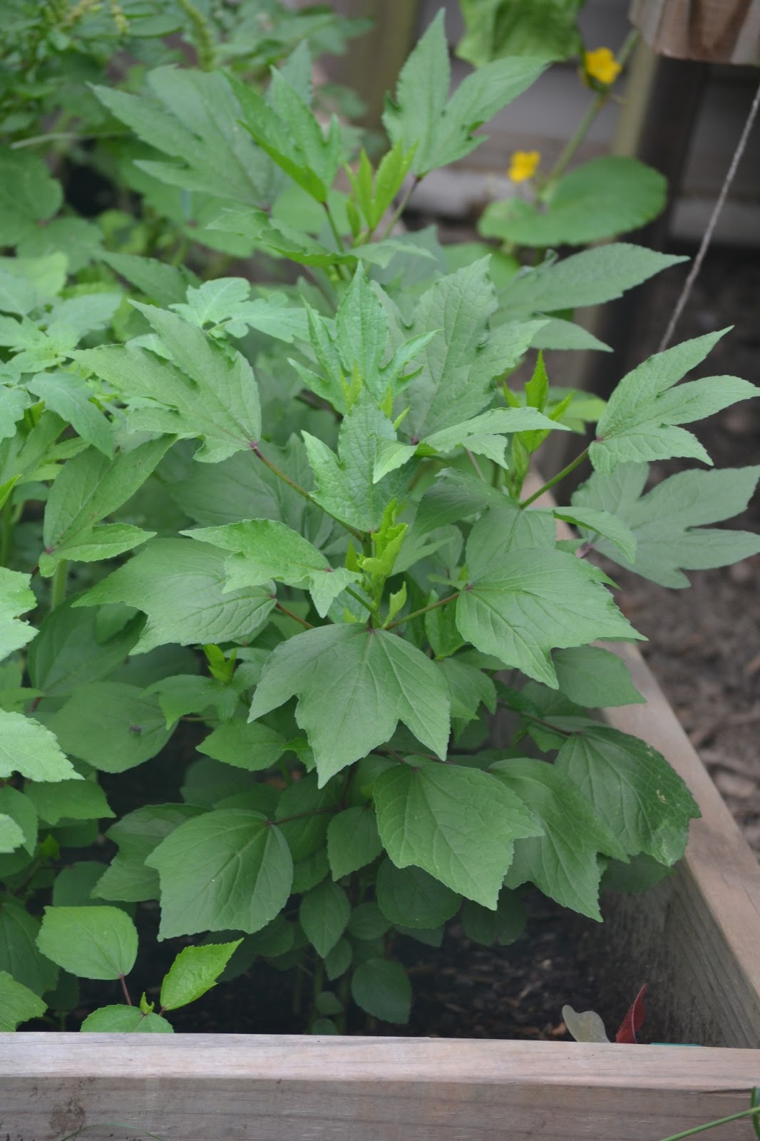 Shireesha�s Blogspot Backyard2013 2