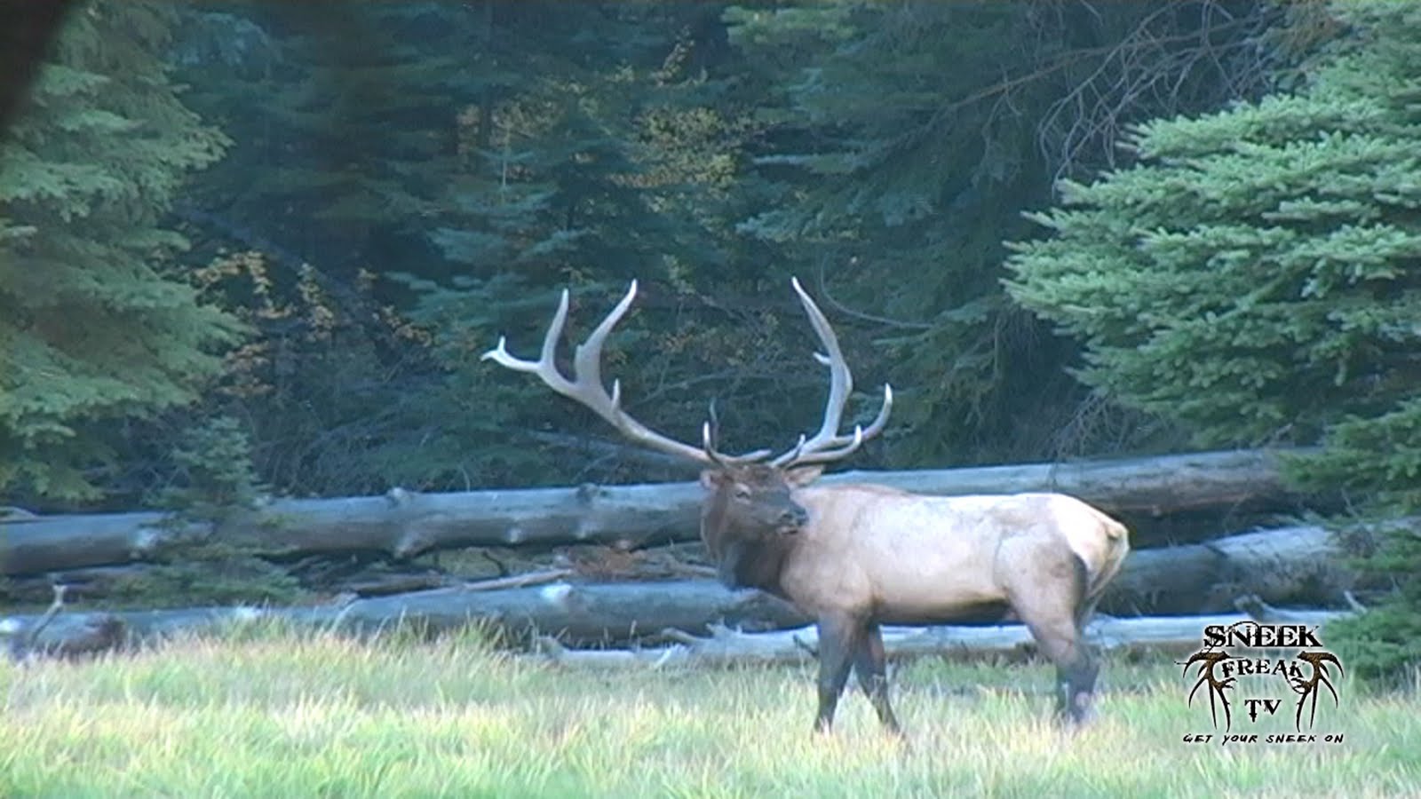 Sneek Freak TV The Big 4 Bull