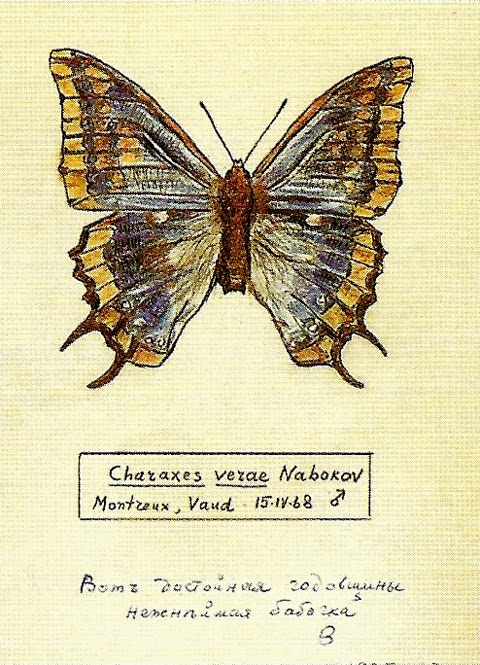 Vladimir Nabokovs Butterfly Drawings Vladimir Nabokovs Butterfly Drawings