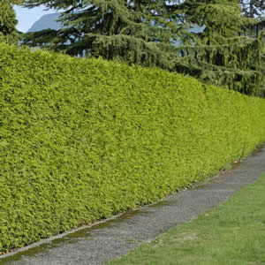 Butterflies Of Singapore Dec 1 2012