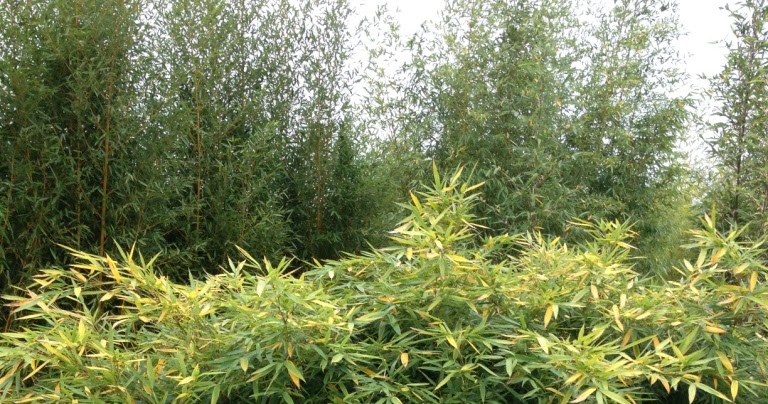 Pourquoi mes bambous en vase jaunissent ?