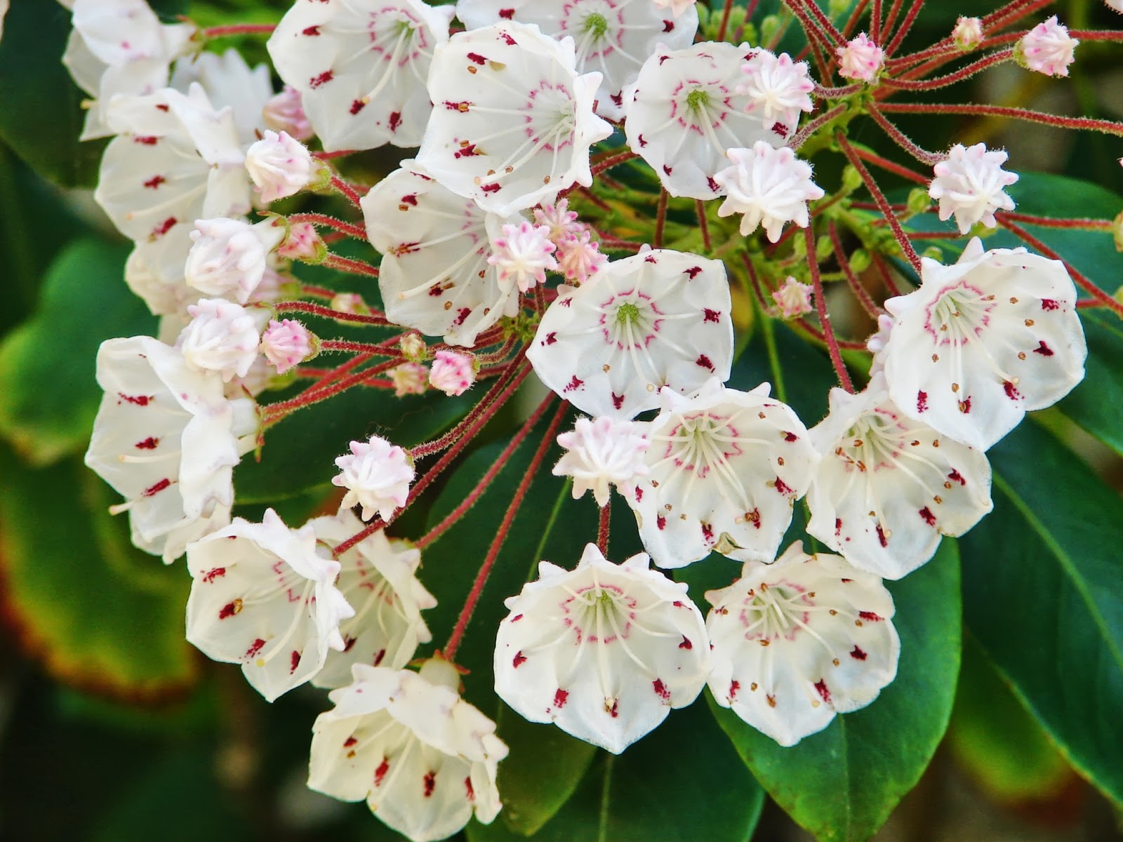BREATHTAKING The Mountain Laurel
