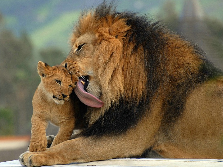 Animals Wallpapers cute wild animals