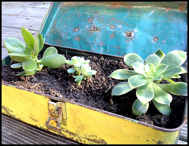 toolbox planter