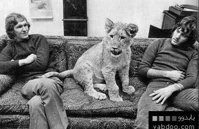 Kedilerin Hafızası